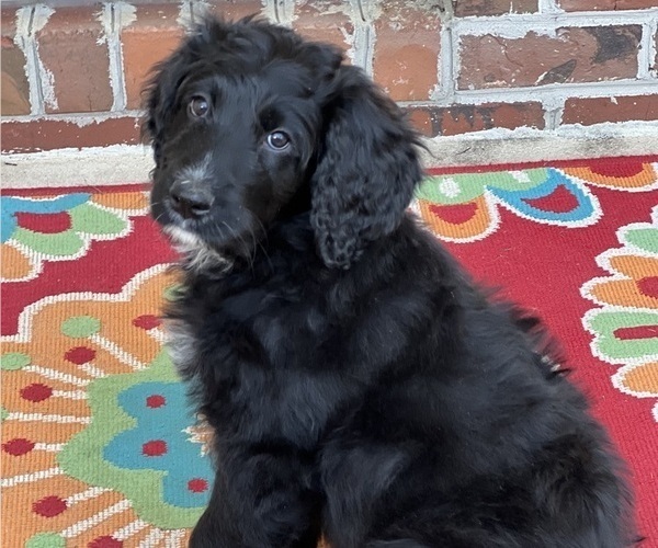 Medium Photo #3 Bernedoodle Puppy For Sale in ADVANCE, NC, USA