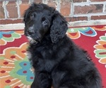 Small Photo #3 Bernedoodle Puppy For Sale in ADVANCE, NC, USA