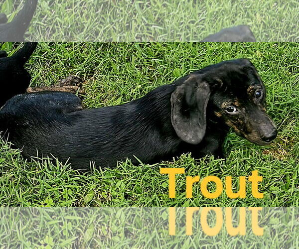 Medium Photo #2 Beagle-Unknown Mix Puppy For Sale in Rustburg, VA, USA