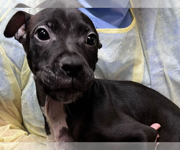 Medium Photo #2 Mutt Puppy For Sale in Royal Palm Beach, FL, USA