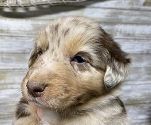 Australian Shepherd Puppy for Sale in ARCHIE, Missouri USA