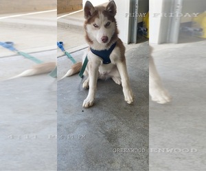 Siberian Husky Puppy for sale in GREENWOOD, IN, USA