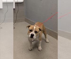 American Bulldog-Unknown Mix Dogs for adoption in Las Vegas, NV, USA