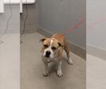 Small American Bulldog Mix