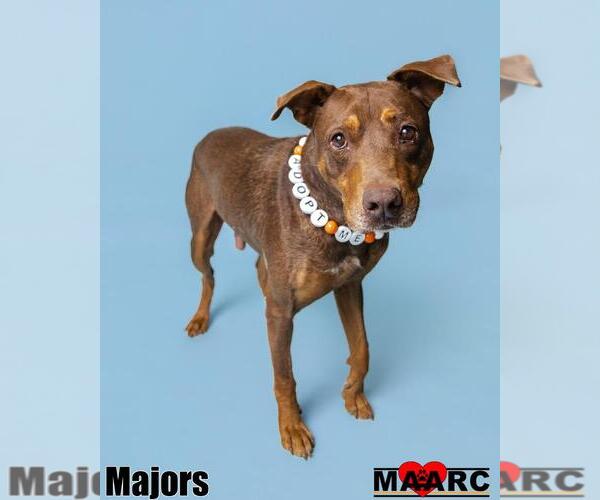 Medium Photo #3 Australian Kelpie-Doberman Pinscher Mix Puppy For Sale in Maryville, TN, USA