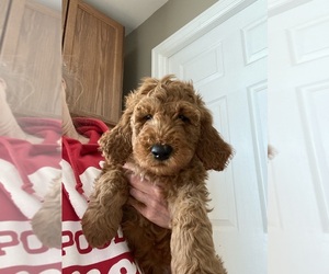 Goldendoodle Puppy for sale in CO BLUFFS, IA, USA