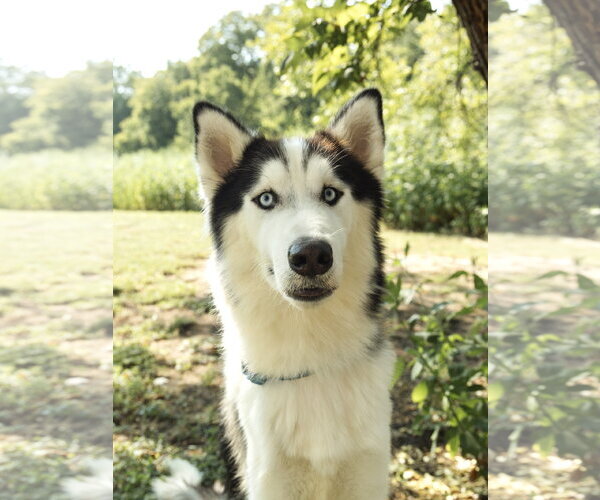 Medium Photo #4 Siberian Husky Puppy For Sale in Carrollton, TX, USA