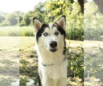 Small #3 Siberian Husky