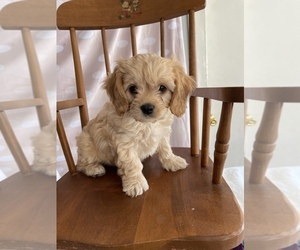 Cavapoo Puppy for sale in ELKHART, IN, USA