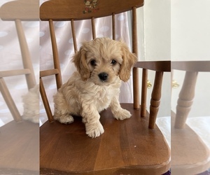 Medium Cavapoo