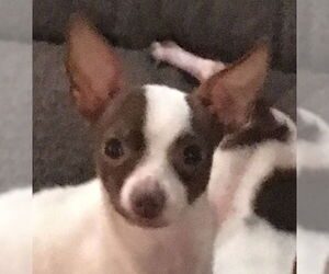 Princess - Female Chihuahua Dog for Adoption - Photo #3