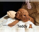 Small Photo #33 Goldendoodle (Miniature) Puppy For Sale in GASTONIA, NC, USA