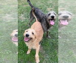 Small Photo #4 Mutt Puppy For Sale in Conway, AR, USA