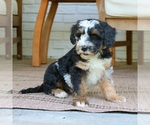 Small #2 Bernedoodle (Miniature)