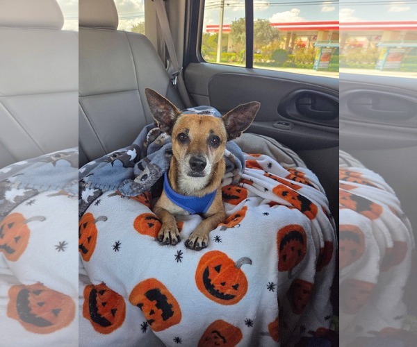 Medium Photo #6 Chihuahua Puppy For Sale in Pompano Beach , FL, USA