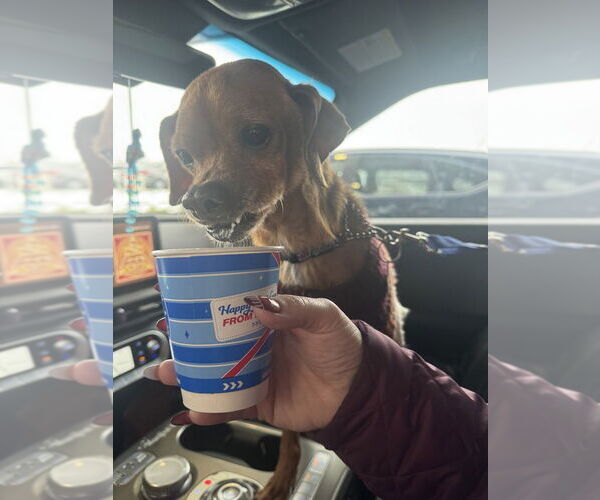 Medium Photo #10 Chihuahua-Unknown Mix Puppy For Sale in Foristell, MO, USA