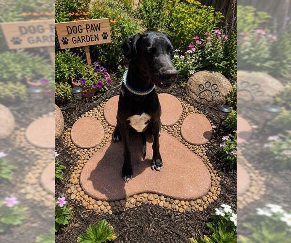 Medium Photo #1 Great Dane Puppy For Sale in Globe, AZ, USA