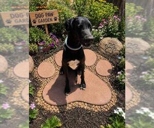 Great Dane Dogs for adoption in Globe, AZ, USA