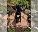 Small Great Dane