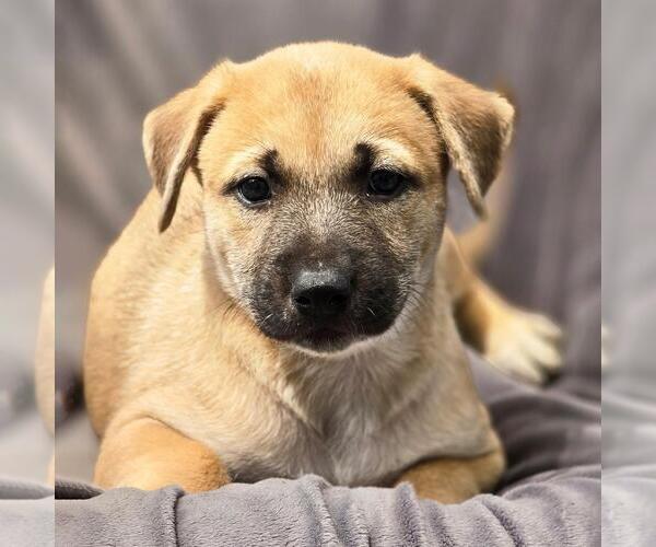 Medium Photo #1 Boxer-Unknown Mix Puppy For Sale in San Diego, CA, USA