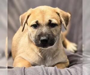 Boxer-Unknown Mix Dogs for adoption in San Diego, CA, USA