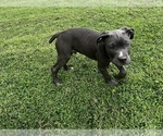 Puppy Puppy 4 Cane Corso