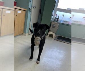 Mutt Dogs for adoption in Santa Cruz, CA, USA