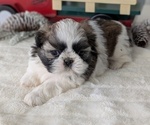 Small #7 Shih Tzu