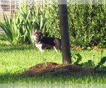 Small #11 Gerberian Shepsky