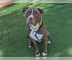 Small #1 American Pit Bull Terrier Mix