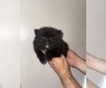 Small #4 Pomeranian