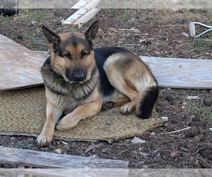 Father of the German Shepherd Dog puppies born on 04/27/2026