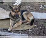 Small Photo #1 German Shepherd Dog Puppy For Sale in lynchburg, VA, USA