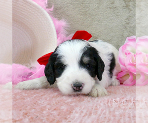 Bernedoodle (Miniature) Puppy for sale in ROY, UT, USA