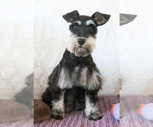Mother of the Schnauzer (Miniature) puppies born on 07/24/2026