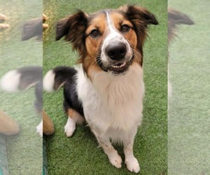 English Shepherd-Unknown Mix Dogs for adoption in Highland, IL, USA