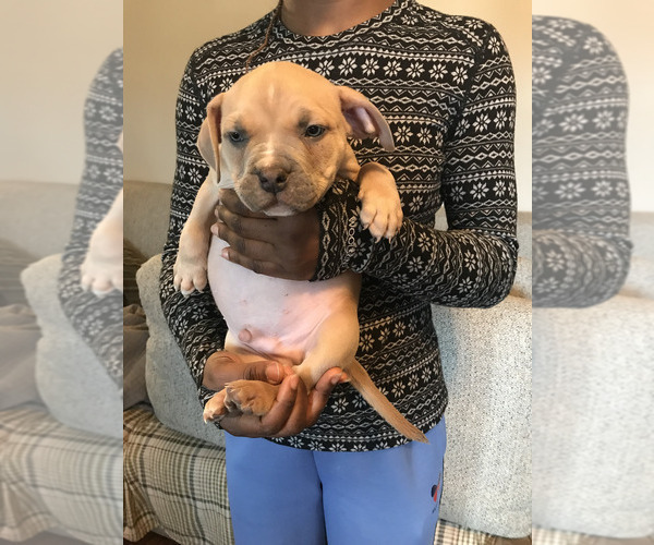 Medium Photo #1 American Bully Puppy For Sale in BOONE, IA, USA