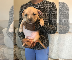 American Bully Puppy for sale in BOONE, IA, USA