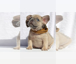 Small Photo #2 French Bulldog Puppy For Sale in APPLE VALLEY, CA, USA