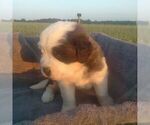 Small Photo #17 Saint Bernard Puppy For Sale in SPENCERVILLE, IN, USA