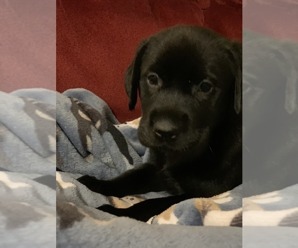 Medium Photo #21 Labrador Retriever Puppy For Sale in SPOTSYLVANIA, VA, USA