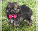 Small #4 Pomeranian
