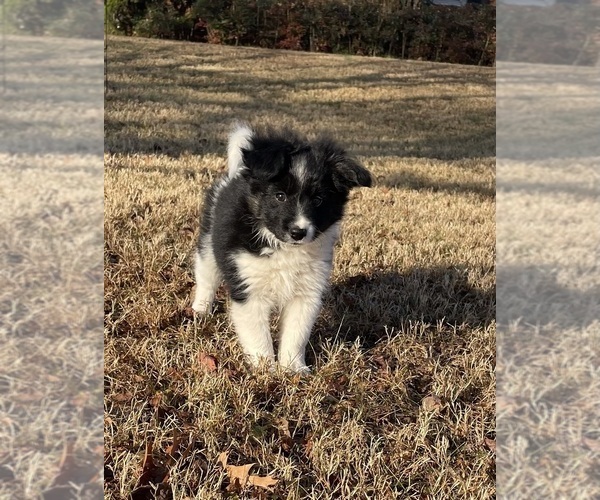 Medium Photo #3 Border Collie-Papillon Mix Puppy For Sale in CULPEPER, VA, USA
