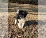 Small #2 Border Collie-Papillon Mix