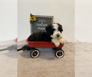Aussiedoodle Miniature  Puppy for sale in BLOOMFIELD, IN, USA