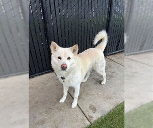 Siberian Husky-Unknown Mix Dogs for adoption in Elk Grove, CA, USA