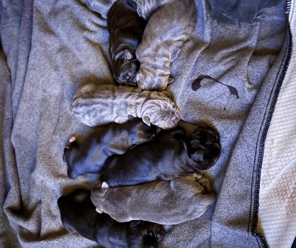 Medium Photo #1 Cane Corso Puppy For Sale in MONTGOMERY, AL, USA