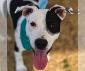 Mutt Dogs for adoption in San Antonio, TX, USA