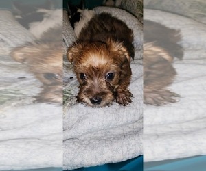 Biewer Terrier-Biewer Yorkie Mix Puppy for Sale in WOODSTOCK, Georgia USA