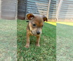 Small #1 Mutt